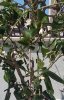 limone.jpg limone.jpg