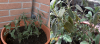 salvia.png