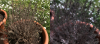 timo.png