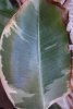 ficus elastica1 foglia assottigliata.jpg