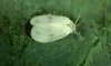 upload_2020-4-20_0-40-26.jpeg