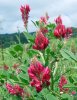 Hedysarum_coronarium_Italian_Sainfoin_-_Flickr_-_gailhampshire_1-e1585645270982.jpg