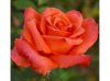 rose-rose-romantiche-anne-vanderlove_Nit_13715.jpg