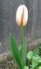 tulip1.jpg