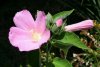 Hibiscus_palustris_ebay.jpg