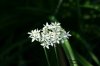 Allium_tuberosum_Japan_01.jpg
