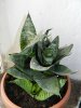 Sanseveria trifasciata hahnii.jpg