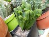 Crassula pyramidalis.jpg