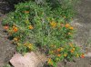 Lantana horrida habit.jpg