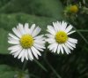 bellis-perennis1833.jpg