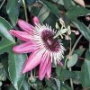 jpg_P-530-1_Passiflora_x_violacea-bb8e9.jp.jpg