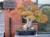 bonsai1.jpg