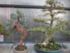 bonsai5.jpg