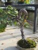 bonsai8.jpg