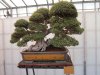 bonsai10.jpg