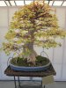 bonsai12.jpg