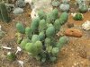 Trichocereus_bridgesii_mostruoso.jpg