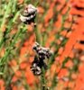 cocciniglia (3).jpeg