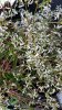 IMG-20200428-WA0007.jpg