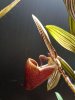 DSC05065 - Copia.JPG