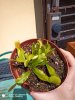 IMG_20200507_113403.jpg