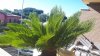 cycas_4.jpg