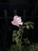 9A7BD7A7-C63A-4AD3-A9E3-53E630AA7E4A.jpeg