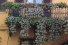 balcone palmeri graptopetalum.jpg