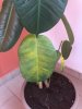 Ficus Elastica4.jpeg