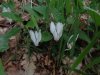 cyclamen repandum alba.JPG