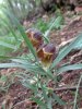 fritillaria.JPG