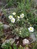 helianthemum apenninum.JPG
