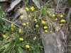 helianthemum nummularium.JPG