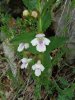 melittis malisophyllum 2.JPG