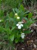 melittis malisophyllum.JPG