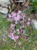 saponaria ocymoides.JPG