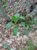 veratrum nigrum lobellianum.JPG