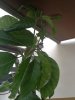 Avocado_2.jpg Avocado_2.jpg