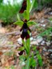 ophrys insectifera - Copia.JPG