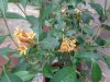 DSC05237.JPG