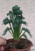 Albuca_spiralis_28525_l.jpg