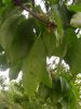 IMG_20200518_074807.jpg
