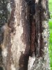 IMG_20200518_074747.jpg