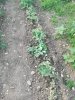 IMG-20200520-WA0005.jpg