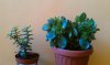 IMAG0058 (Medium).jpg