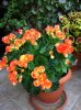 begonia in fiore.jpg