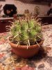 cactus7.jpg