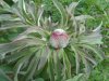 DSC05272.JPG