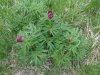 DSC05281.JPG