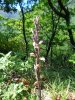 DSC05286 - Copia.JPG